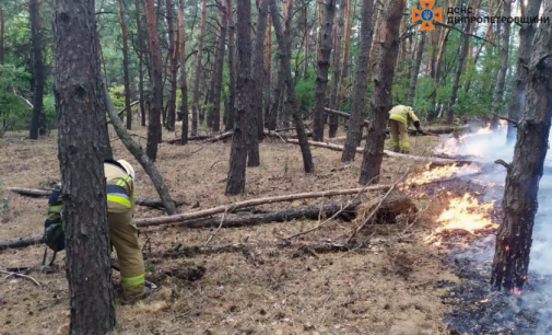 У Новомосковському районі ліквідували займання на території лісового масиву