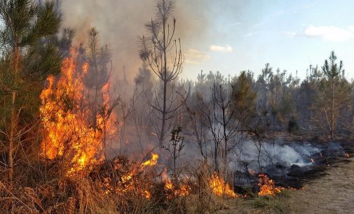 У Києві на вихідні очікується надзвичайний рівень пожежної небезпеки