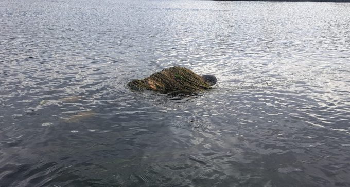 Прикордонники знайшли у водах Дністра тіло потопельника