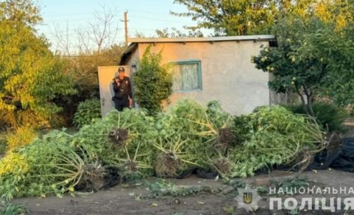 У Кам’янському поліцейські викрили містянина, який  вирощував коноплі