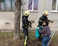 У Павлограді надзвичайники зняли пухнастика з дерева