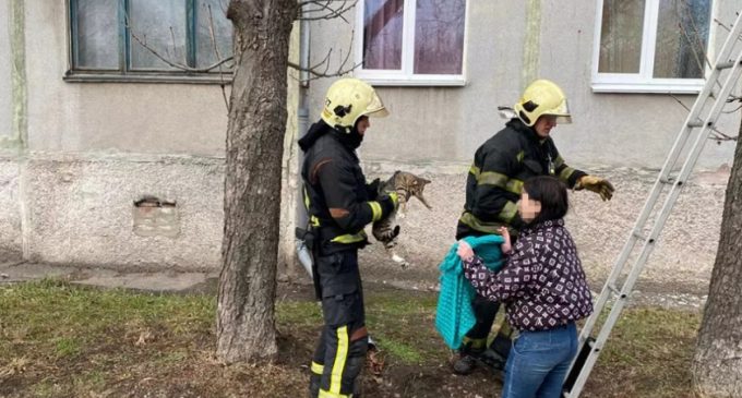 У Павлограді надзвичайники зняли пухнастика з дерева