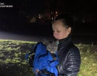 У Запоріжжі надзвичайники врятували кота, який впав з 8 поверху та застряг на дереві