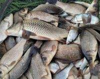 На Дніпропетровщині водні браконьєри завдали понад 21 млн грн збитків державі