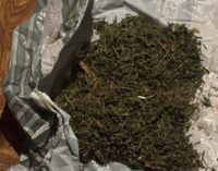 На Дніпропетровщині правоохоронці виявили у двох братів канабісу майже на 300 тисяч гривень