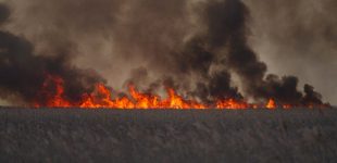 В Одеській області масштабна пожежа: вогонь перекинувся на нацпарк