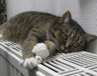 У Львові вирішили призупиняти подачу опалення: у чому причина