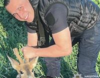 Поліцейські Криворіжжя врятували травмовану косулю