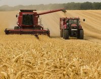 ООН дає скептичні прогнози щодо врожаю пшениці в Україні