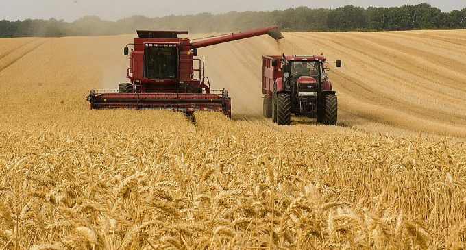 ООН дає скептичні прогнози щодо врожаю пшениці в Україні