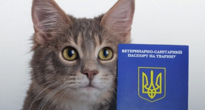 Без ветпаспорта тепер нікуди: в Україні хочуть змінити правила перевезення домашніх тварин
