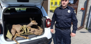 Правоохоронці Запоріжжя врятували знесилену козулю