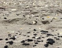 Екологи знайшли на узбережжі Одещини нову ділянку, забруднену мазутом
