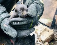 У Криворізькому районі надзвичайники під час пожежі врятували цуценя