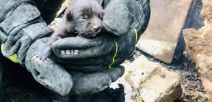 У Криворізькому районі надзвичайники  під час пожежі врятували цуценя