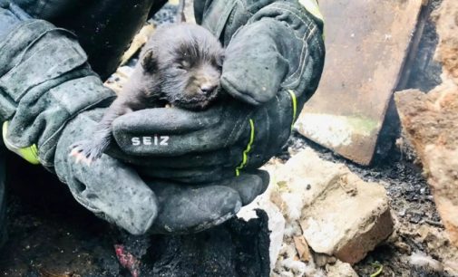 У Криворізькому районі надзвичайники під час пожежі врятували цуценя