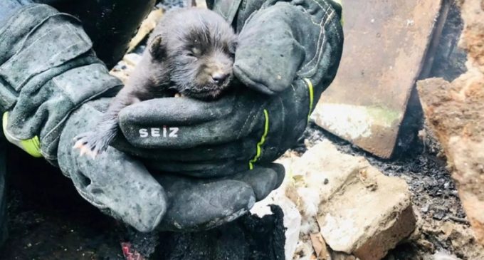 У Криворізькому районі надзвичайники під час пожежі врятували цуценя