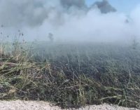 За минулу добу на території Запорізької області рятувальники ліквідували 12 пожеж в екосистемах