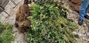 Прокурори м. Запоріжжя скерували до суду обвинувальний акт стосовно місцевого жителя, який вирощував коноплю для збуту
