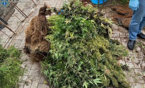 Прокурори м. Запоріжжя скерували до суду обвинувальний акт стосовно місцевого жителя, який вирощував коноплю для збуту